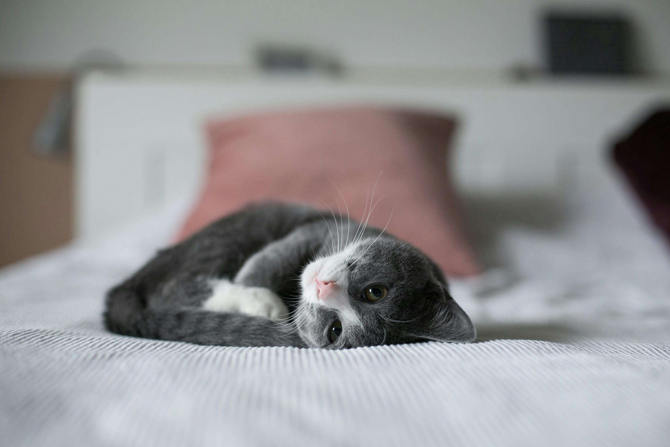 Where Should a Kitten Sleep? Optimal Sleep Arrangements