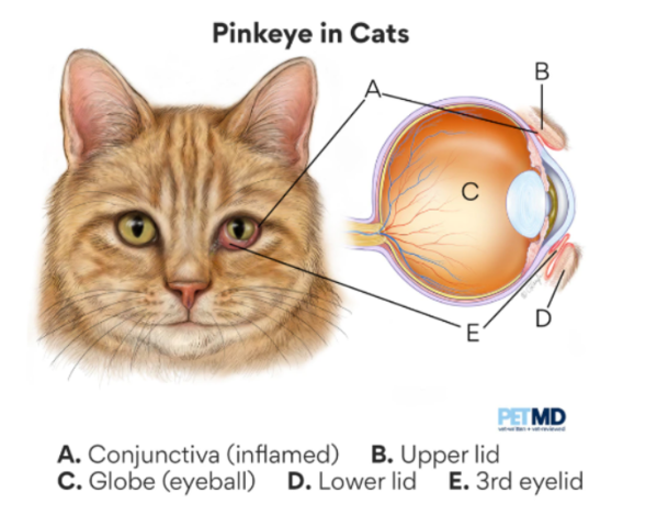 a cat's eye and a diagram of the structure of the eye