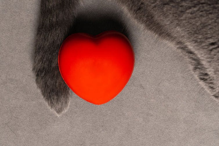 a grey cat with its paw on a red heart