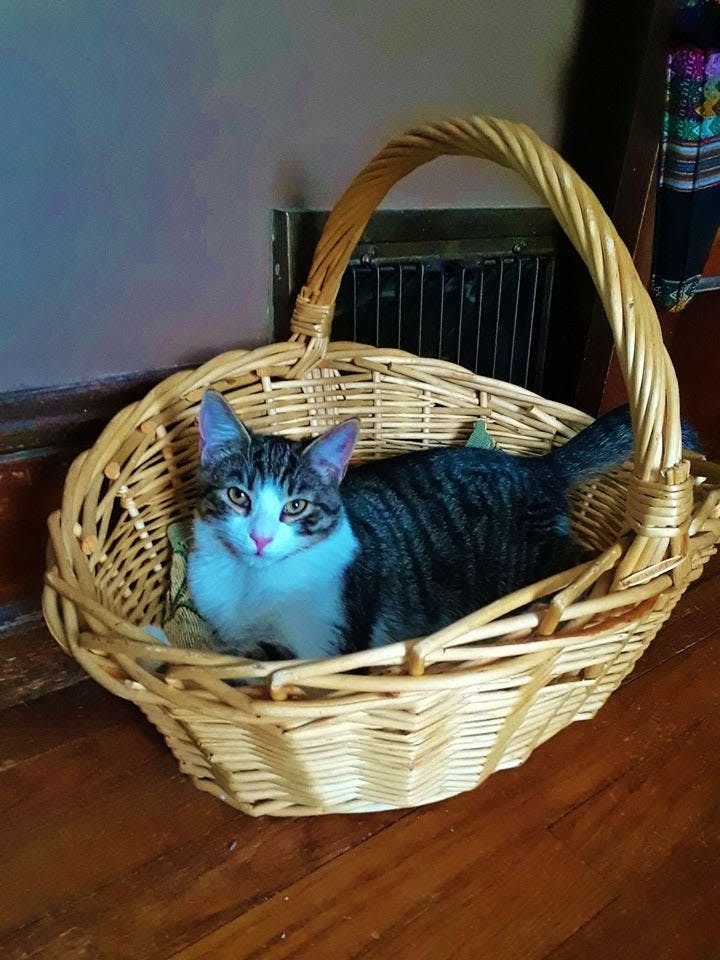 a cat laying in a basket on the floor