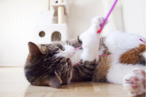 a cat playing with a toothbrush on the floor