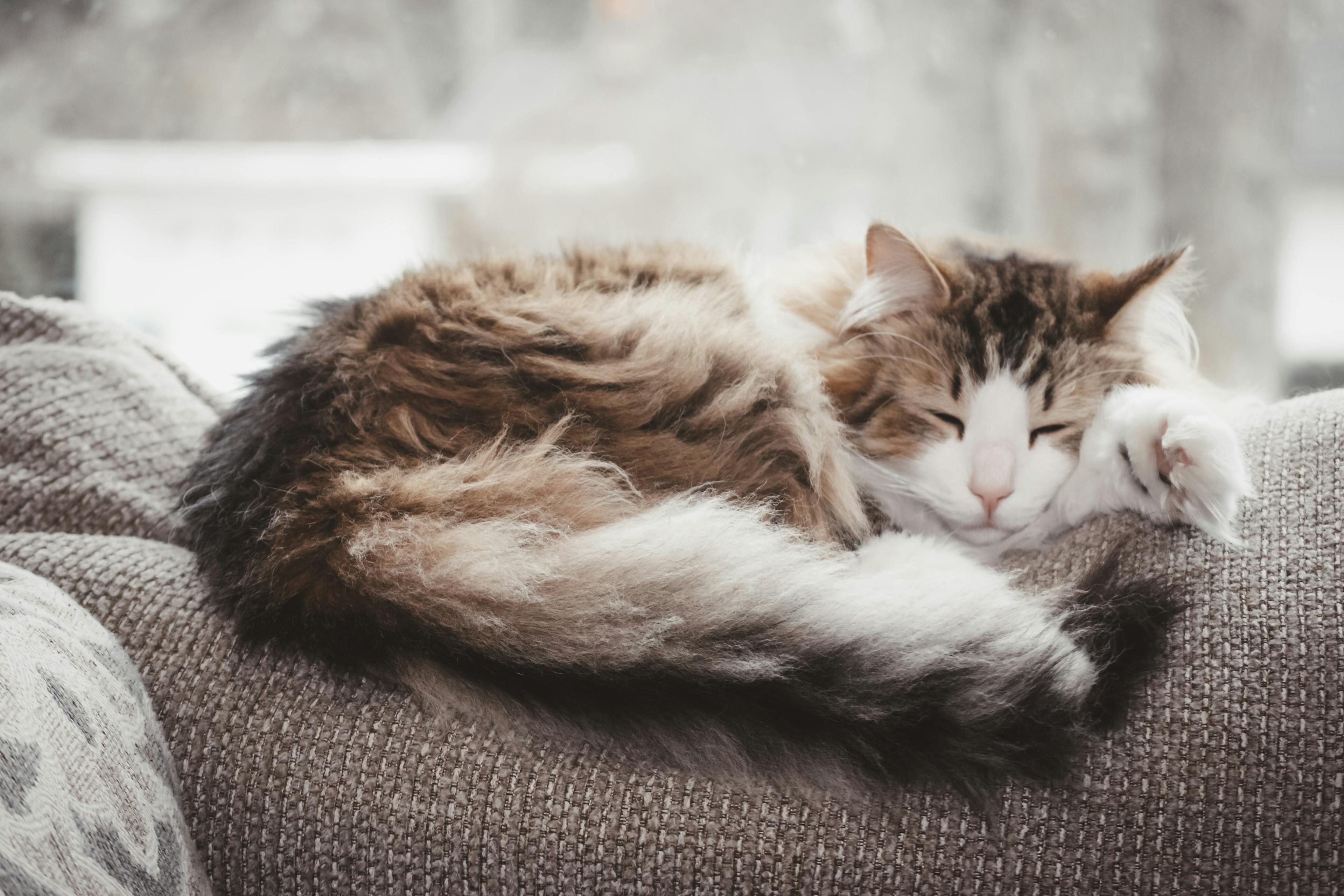 Cat Sleeping Positions and Their Possible Meanings
