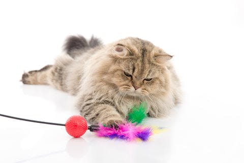 a cat is playing with a toy on the floor