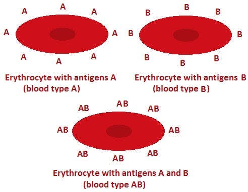 a diagram of the different types of blood