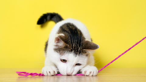 a cat playing with a pink string on the floor