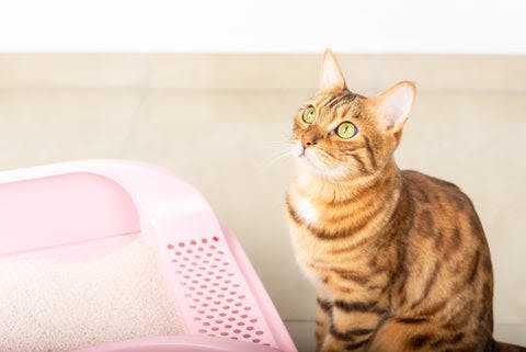 a brown and black cat sitting next to a pink litter box