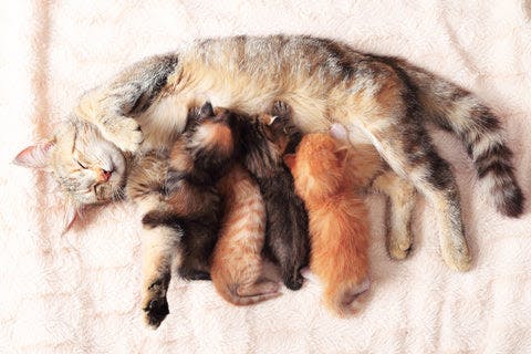 a mother cat nursing her kittens on a blanket