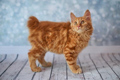 a cat standing on a wooden floor in front of a wall