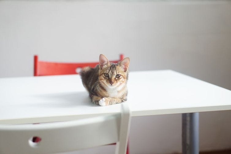 a cat sitting on top of a white table
