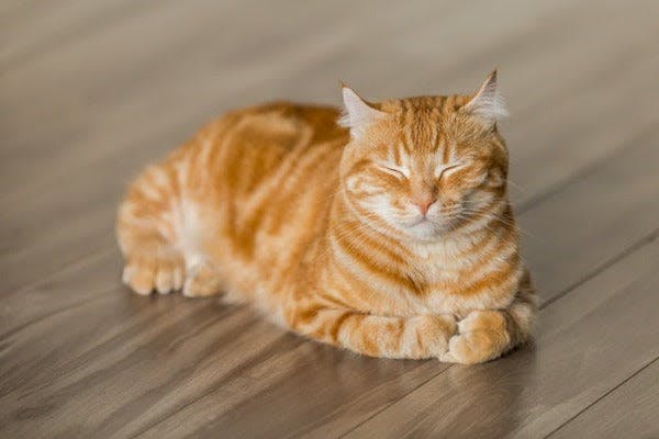a cat laying on a wooden floor with its eyes closed