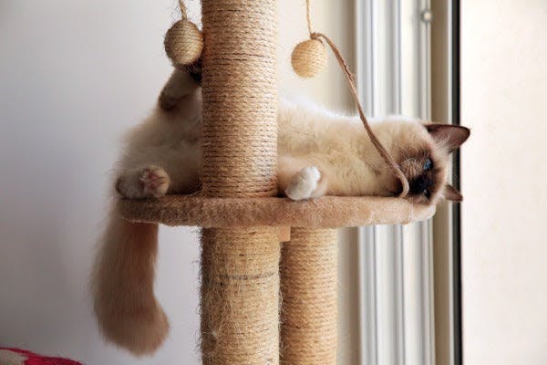a cat laying on top of a cat tree