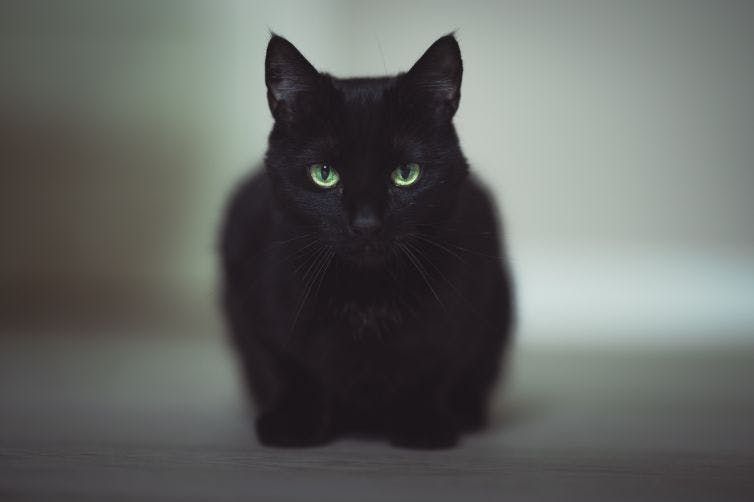 a black cat with green eyes sitting on the floor