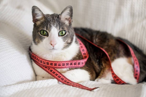 a cat laying on a bed with a pink leash around its neck