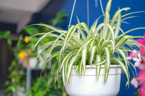 a spider plant in a white pot hanging from a blue wall
