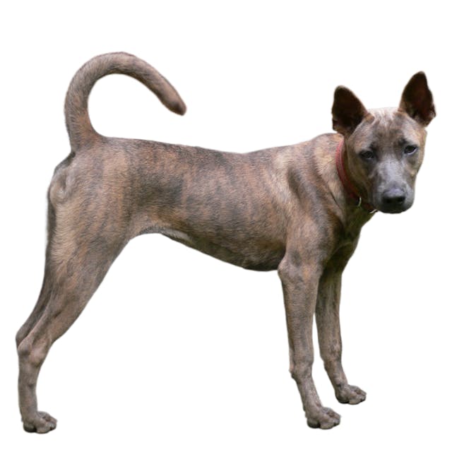 Formosan Mountain Dog