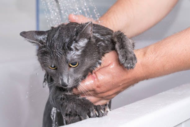 a person washing a gray cat in a bathtub