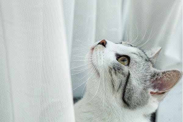 a gray and white cat looking up from behind a curtain