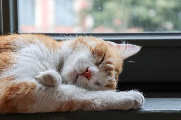 an orange and white cat sleeping on a window sill