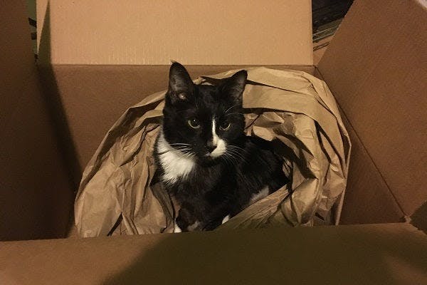 a black and white cat sitting in a cardboard box