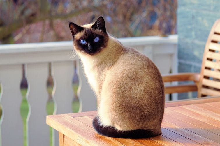 a siamese cat sitting on top of a wooden table