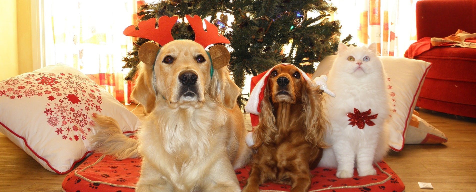 Winter Holiday Pet Safety Tips: Keeping Your Pets Safe and Cozy