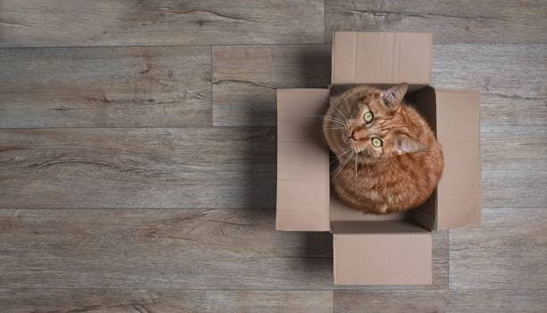 a cat sitting in a cardboard box on a wooden floor