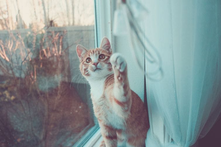 an orange and white cat standing on a window sill