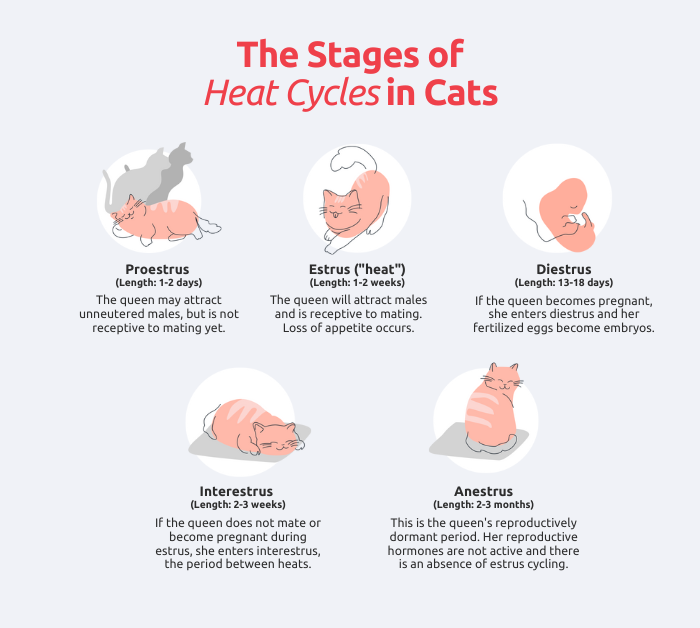 the stages of heat cycles in cats