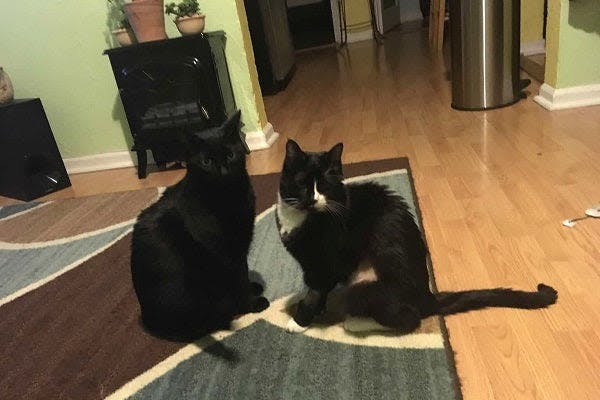 two cats sitting on a rug in a living room