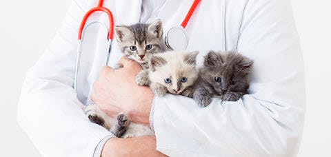 a man in a lab coat holding a bunch of kittens