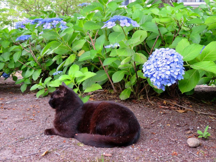 a black cat sitting in front of a bush of blue flowers
