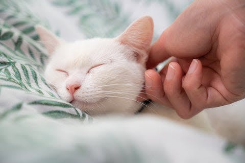 a person petting a white cat on top of a bed