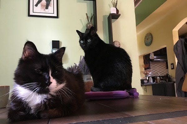 two black and white cats sitting on a table