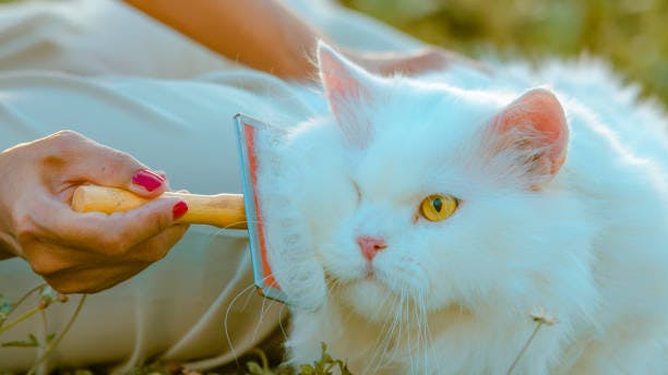 a white cat is being petted by a person