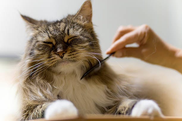 a cat is being groomed by a woman