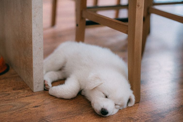 a white dog laying on the floor next to a wooden chair
