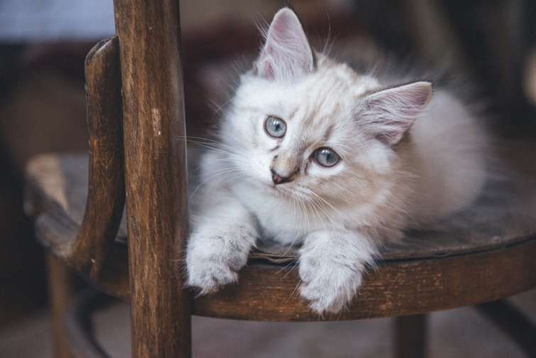 a white kitten sitting on top of a wooden chair