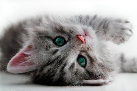 a gray kitten laying on its back on a white surface