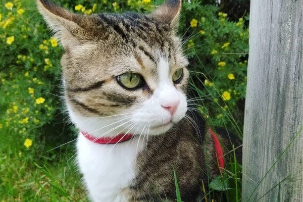 a cat with a red collar sitting in the grass