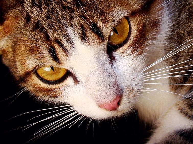 a close up of a cat with yellow eyes