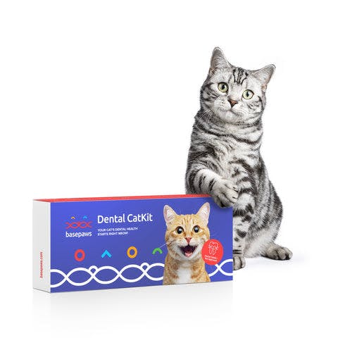 a cat sitting next to a box of dental gatifi