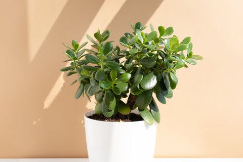 a plant in a white pot on a table
