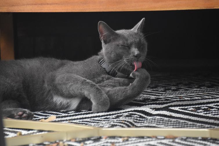 a gray cat laying on a black and white rug