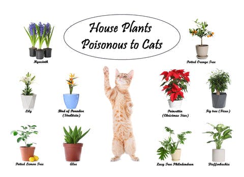 a cat standing on its hind legs in front of a bunch of potted plants