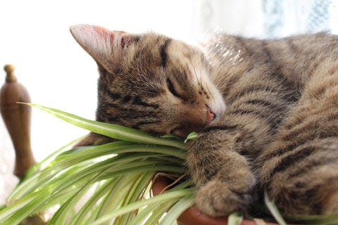 a cat sleeping on top of a potted plant