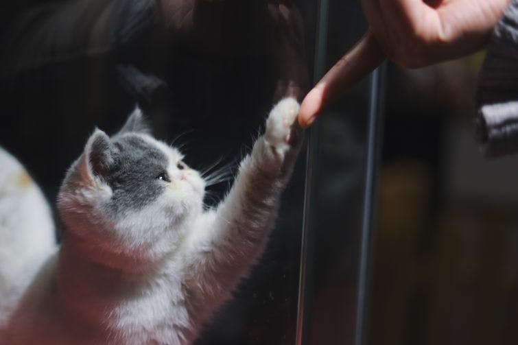a cat reaching for something in a glass case