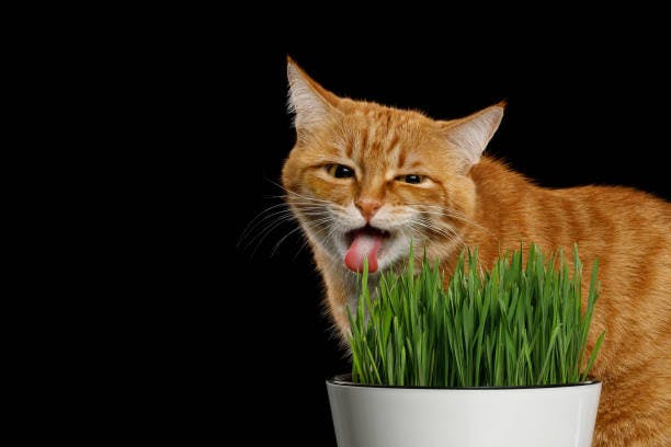 a cat sticking its tongue out while standing next to a pot of grass