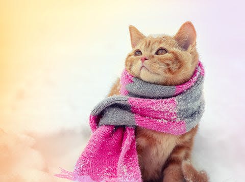 a cat wearing a scarf sitting in the snow