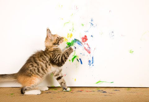 a kitten playing with paint on a wall