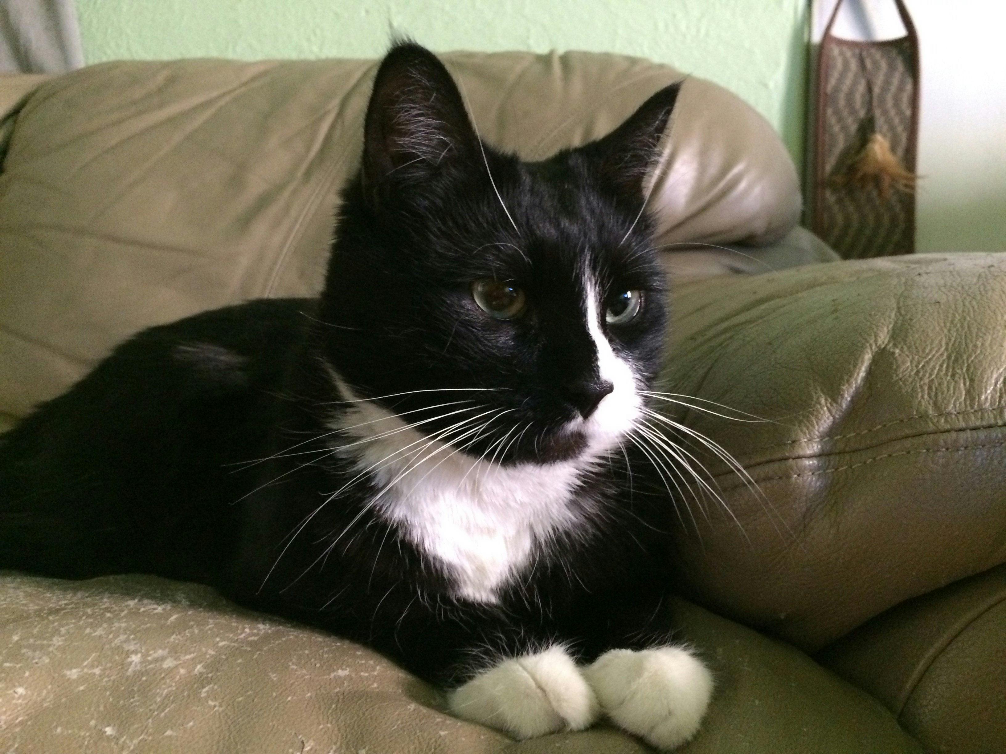 Basepaws Cat Story: Meet Our Little Lark